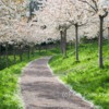 Cherry Orchard, Alnwick Garden, Northumberland