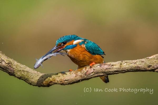 Kingfisher male 2
