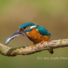 Kingfisher male 2
