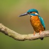Kingfisher male 3