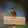 Kingfisher male