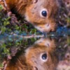 Red Squirrel, England