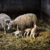 Ewes new born lambs col 2