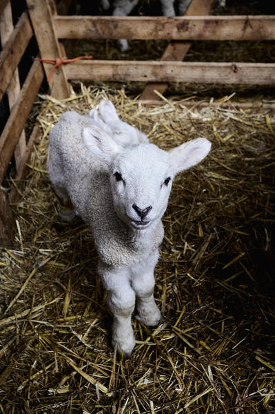 Lamb in pen