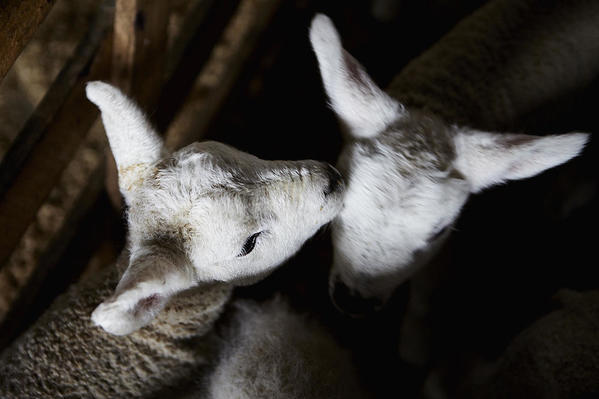 Lambs in a pen