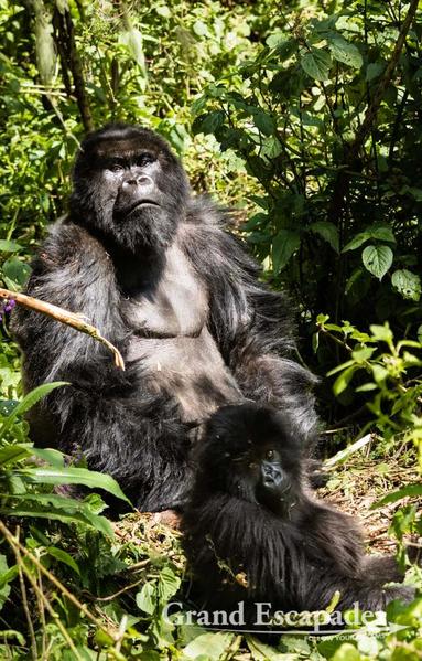3-Rwanda-Gorillas-101