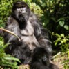 3-Rwanda-Gorillas-101