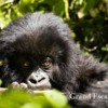 3-Rwanda-Gorillas-102
