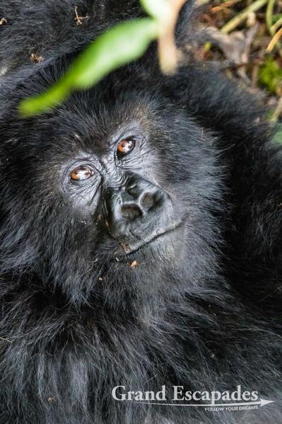 3-Rwanda-Gorillas-103