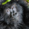 3-Rwanda-Gorillas-103