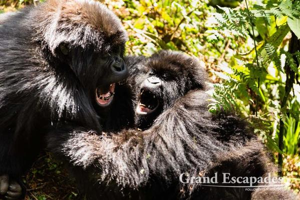 3-Rwanda-Gorillas-104