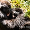 3-Rwanda-Gorillas-104