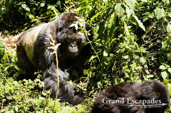 3-Rwanda-Gorillas-106
