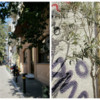 street-and-olive-tree-psiri
