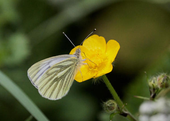 White butterfly on a buttercup in the hedgerow