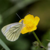 White butterfly on a buttercup in the hedgerow