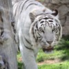 Al Ain Zoo white tiger