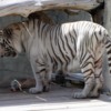 Al Ain Zoo white tiger
