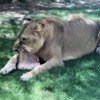 Al Ain Zoo lioness