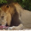 Al Ain Zoo lion