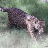 Al Ain Zoo leopard