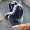 Al Ain Zoo chimpanzee