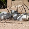 Al Ain Zoo Arabian oryx