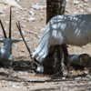 Al Ain Zoo Arabian oryx