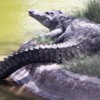 Al Ain Zoo crocodile
