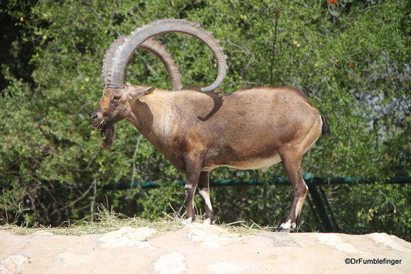 15 Al Ain Zoo (62)