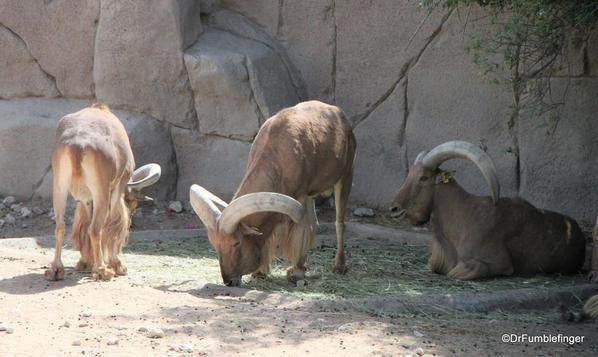 16 Al Ain Zoo (73)
