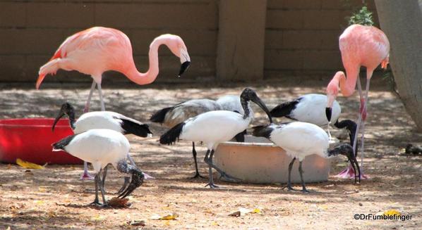 17 Al Ain Zoo (17)