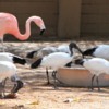 Al Ain Zoo, flamingos and ibis