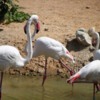 Al Ain Zoo, flamingos