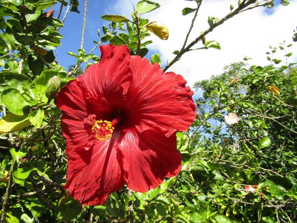 Dole-Plantation-Hibiscus