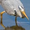 Grey Heron, Northumberland