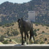 Wild Horse, Virginia City, Nevada
