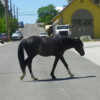 Wild Horse, Virginia City, Nevada