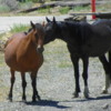 Wild Horses, Virginia City, Nevada