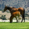 Wild Horses, Virginia City, Nevada