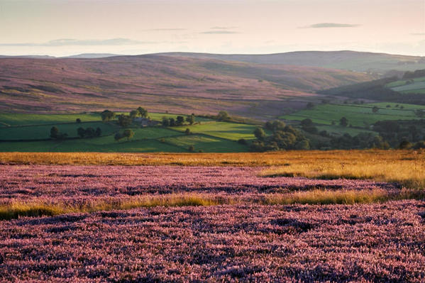 Moorland heather and hills.