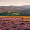 Moorland heather and hills.
