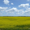 Canola field, Manitoba