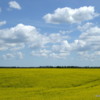 Canola field, Manitoba
