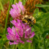 Bee on Clover