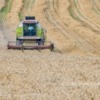 The Harvest, Northumberland