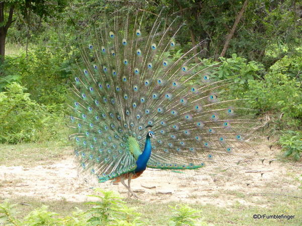Peacock, Yala National Park