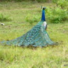 Peacock, Yala National Park