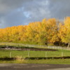 Fall colors near Cowboy Trail, Alberta