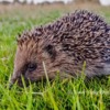 Hedgehog, Northumberland